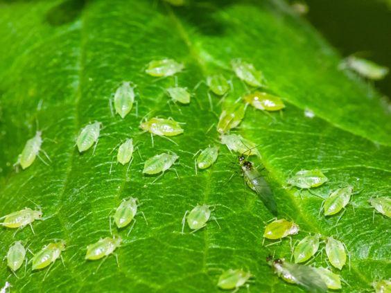 Aphids