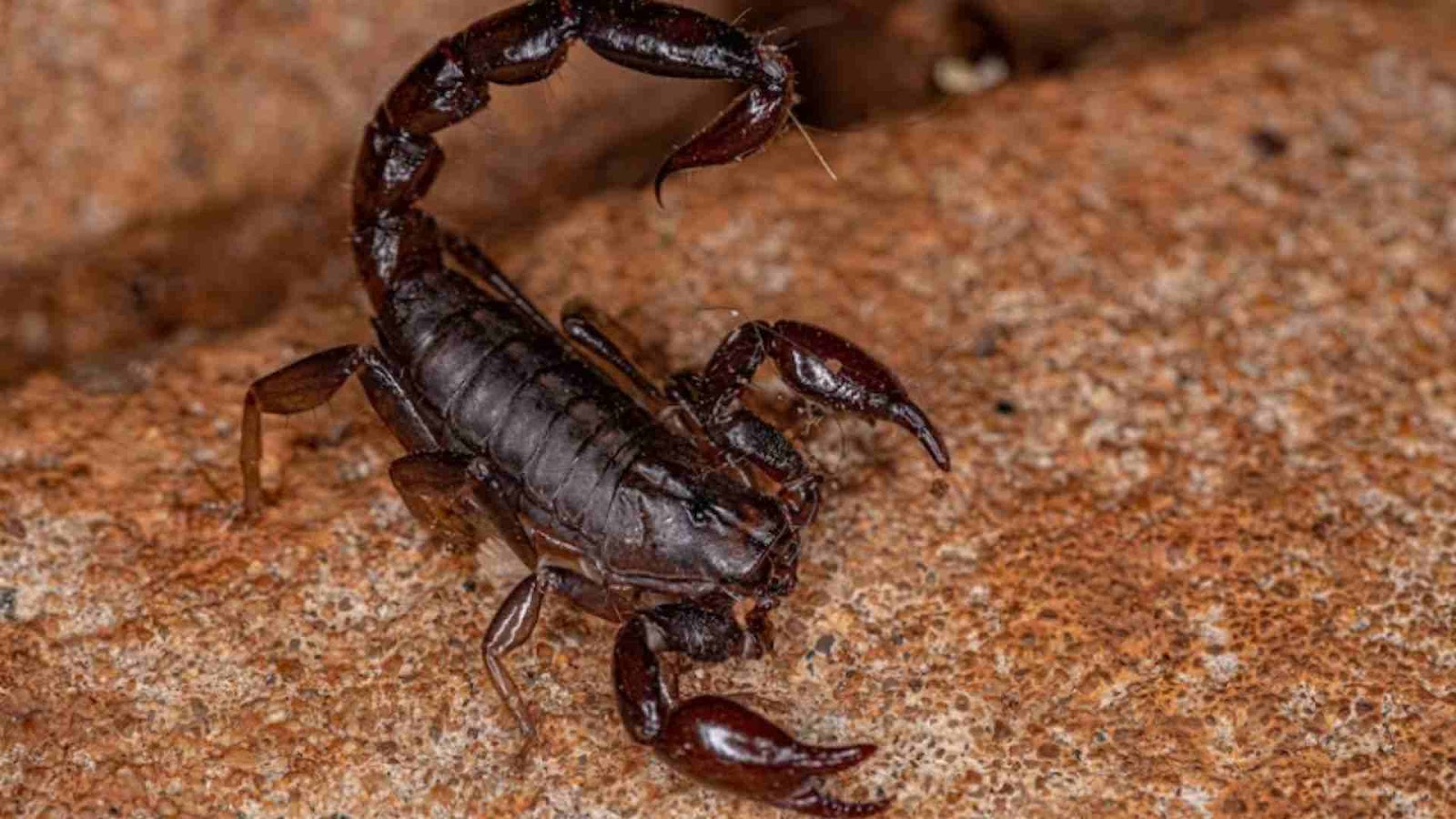 What are scorpions?