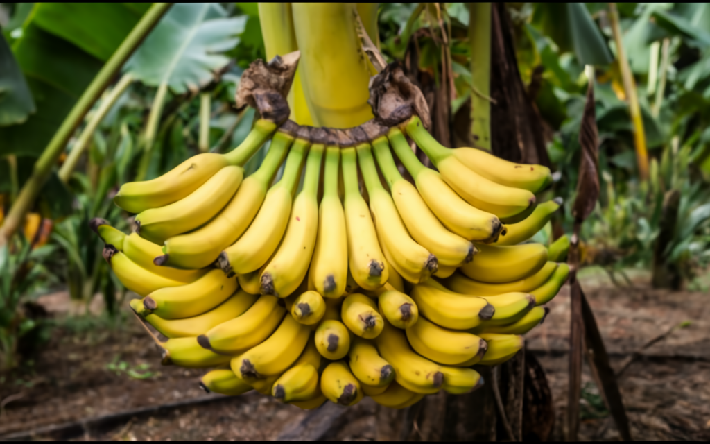 como plantar bananas em casa