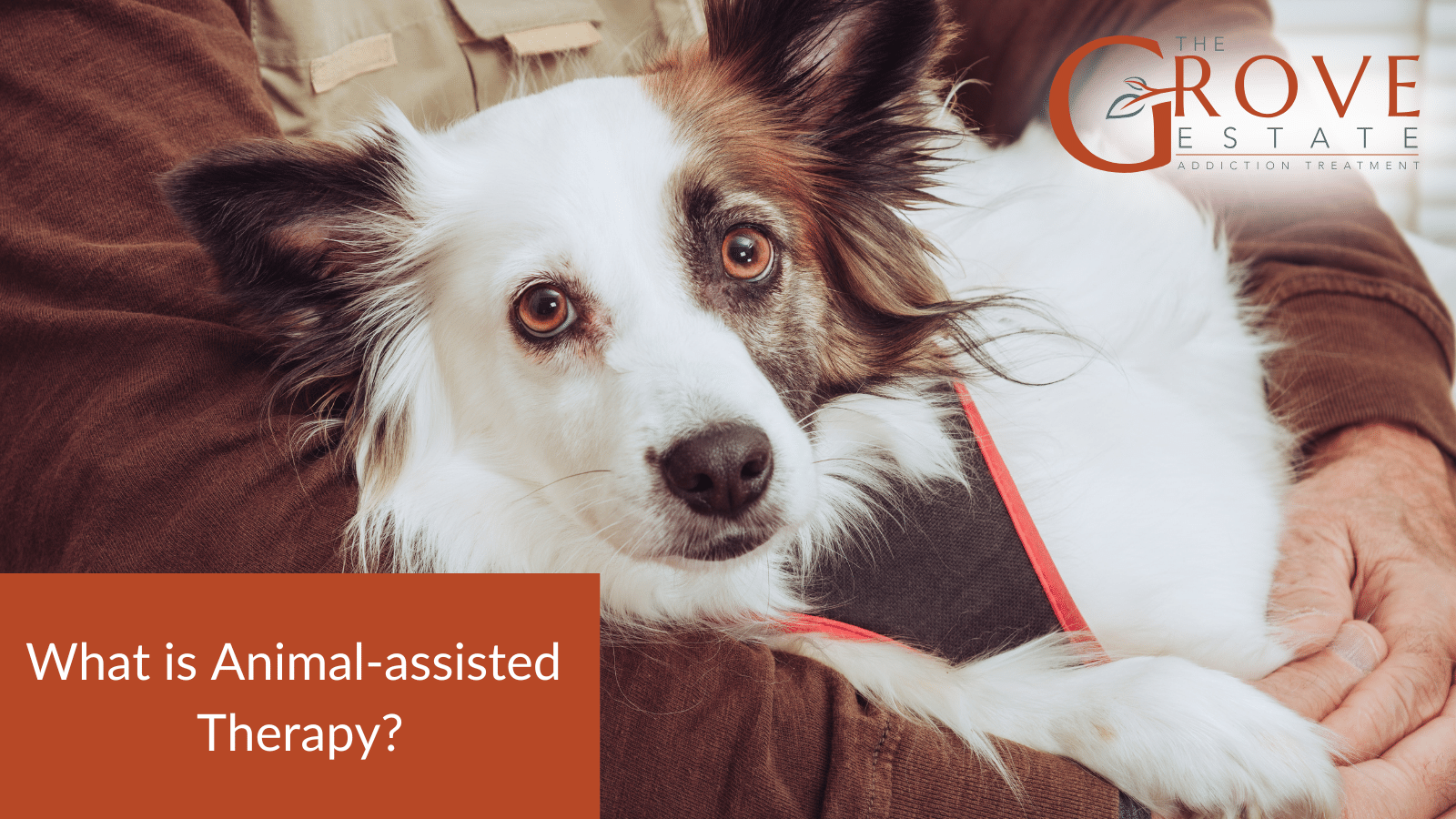 What Is Animal Assisted Therapy?