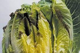 Close-up of a lettuce

Description automatically generated