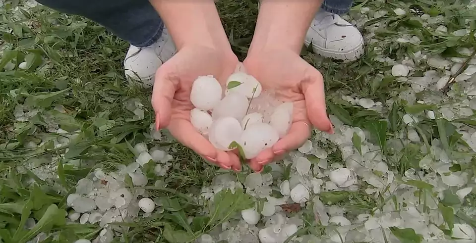 This image, courtesy of Houston Chronicle media partner KTRK-TV, shows golf ball-sized hail that fell this month near Needville.