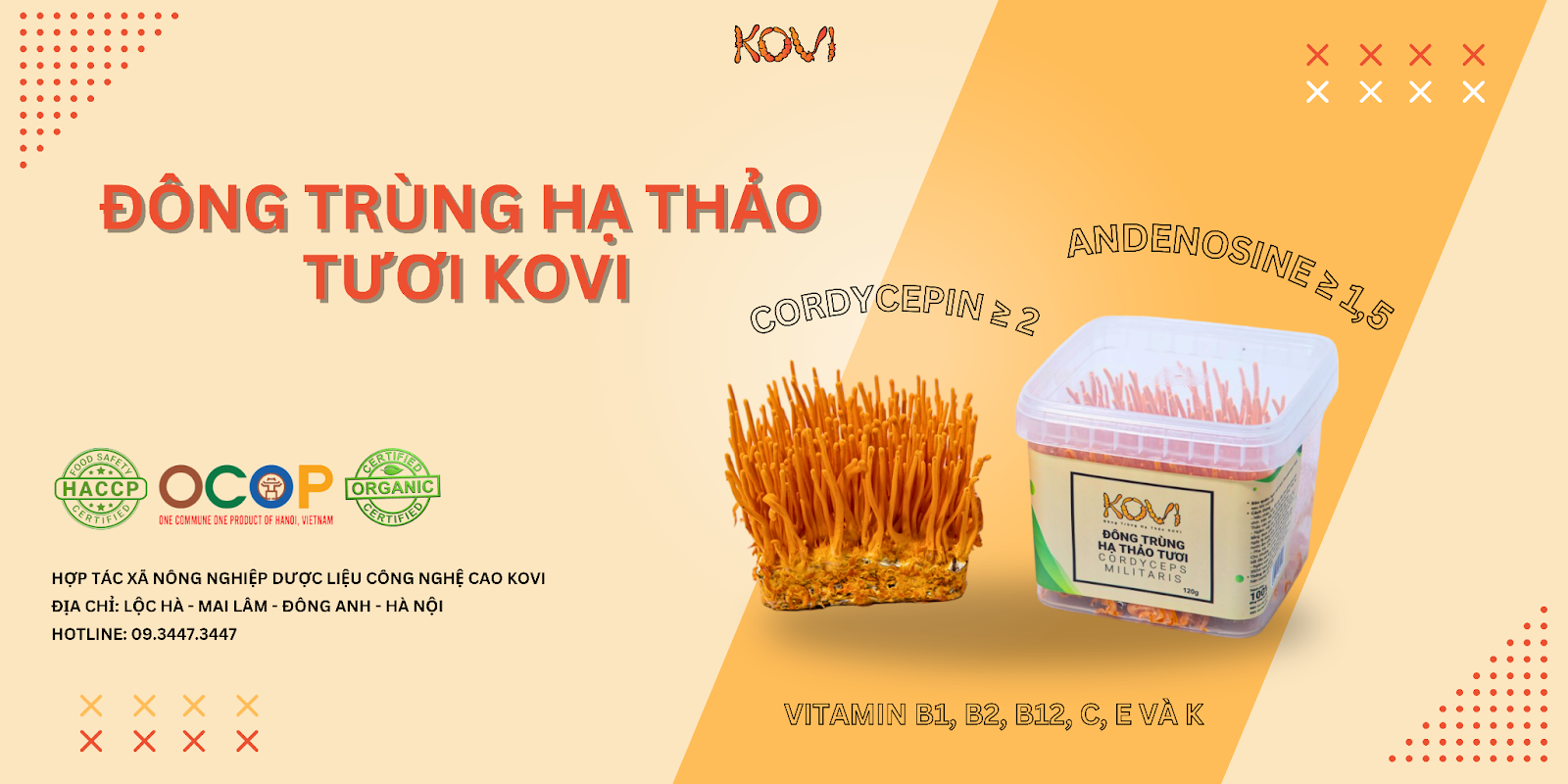 Đông trùng hạ thảo tươi Kovi