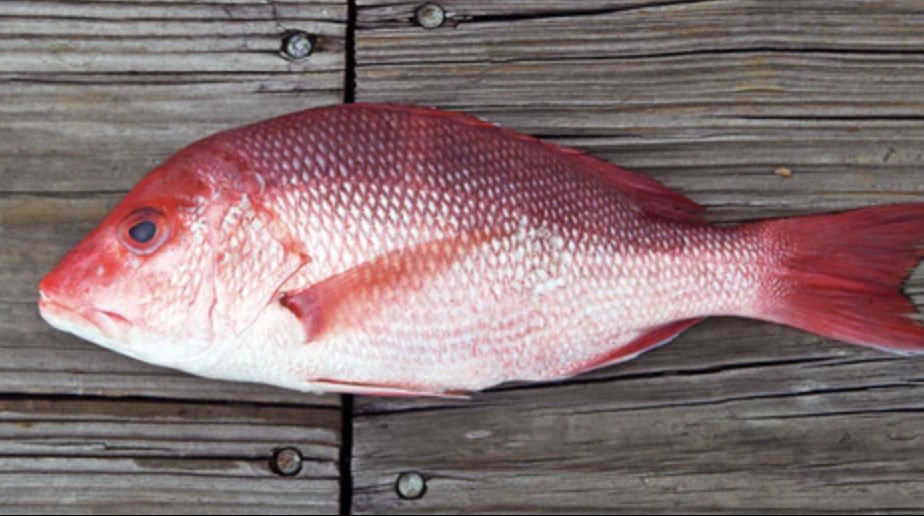 Types of Saltwater Fish - Snapper - Red Snapper
