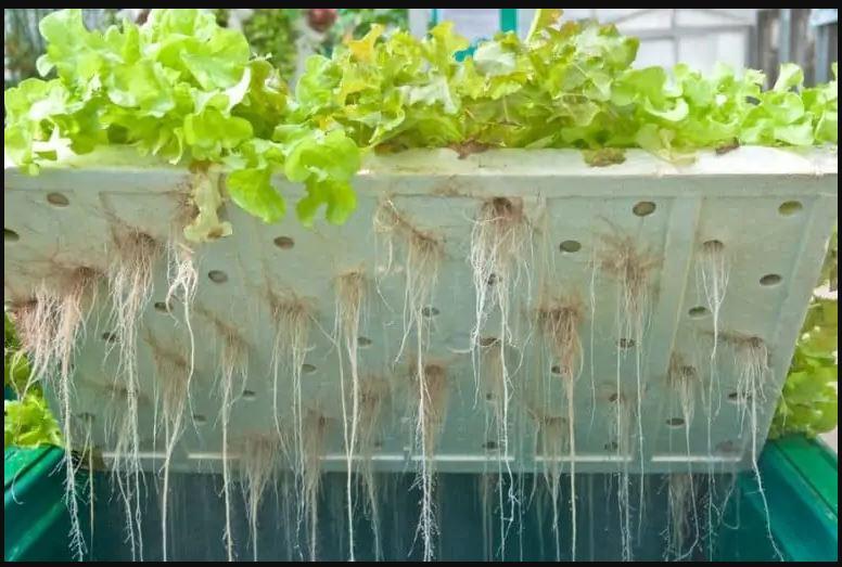 C:\Users\PROCONTEC LTD\Desktop\Agritech Digest Kenneth\How foods are grown images\Aeroponics.JPG