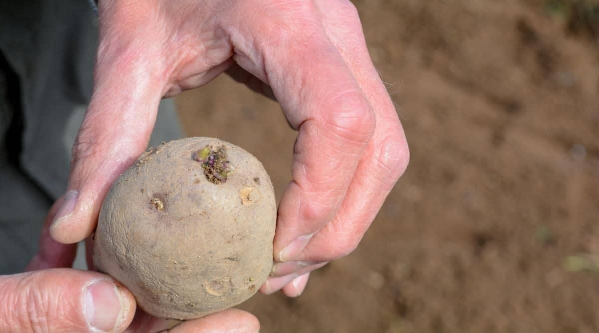 What To Do With Sprouted Potatoes