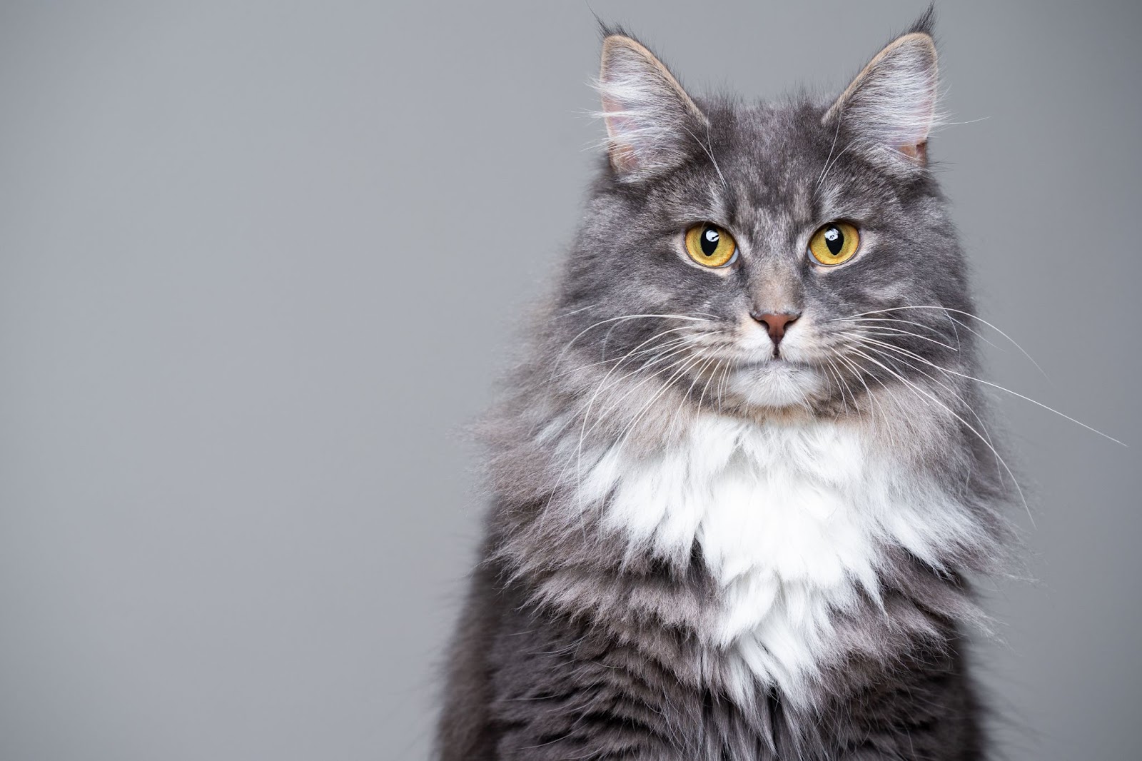 Породы длинношерстных кошек с фотографиями и названиями котов