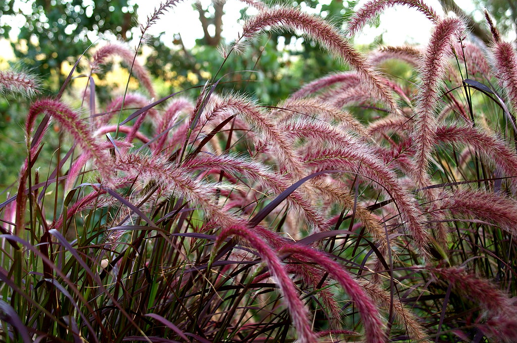 Pennisetum - Flickr