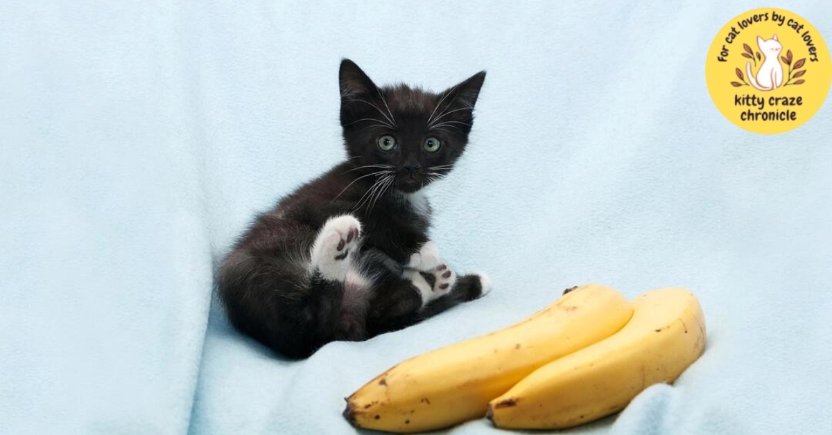 Downsides of Feeding Cats Bananas