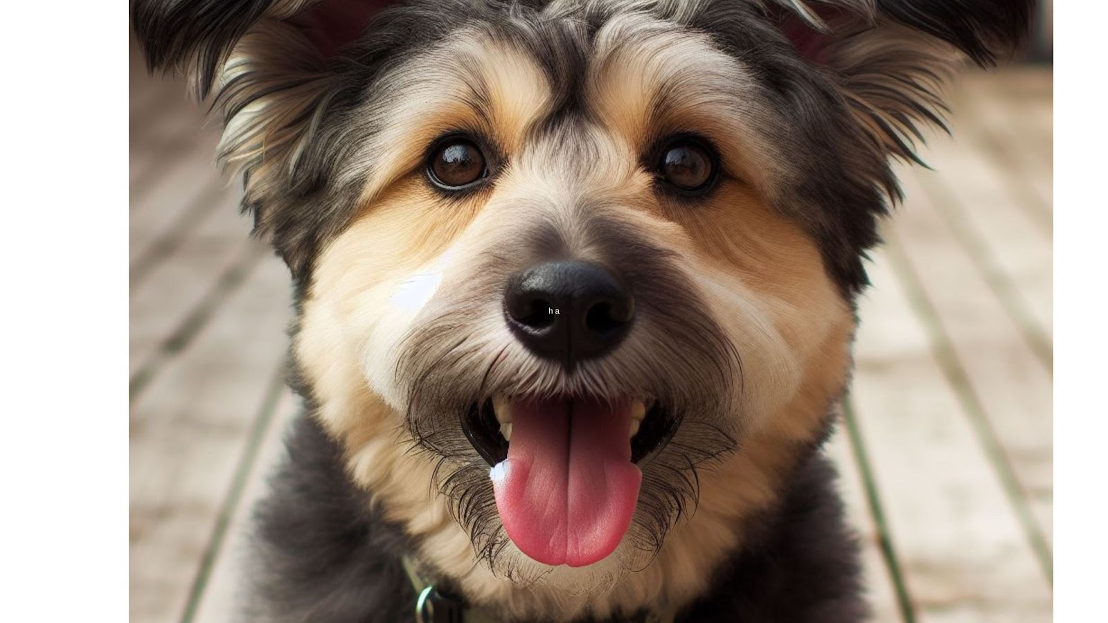 close up of a shepadoodle dog