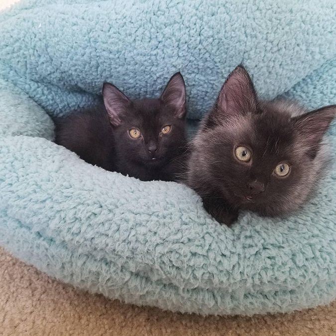 bonded brother kittens