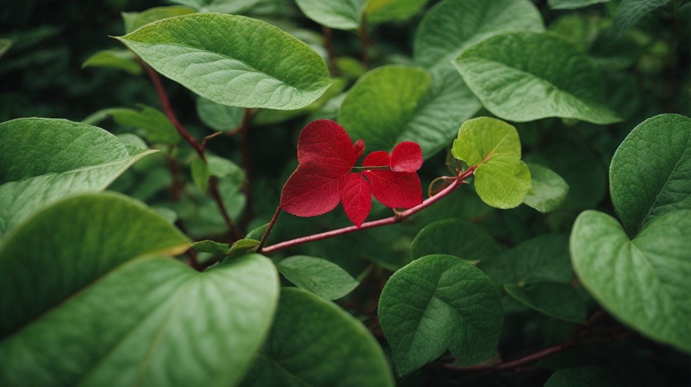 How can you prevent the spread of Japanese Knotweed - Japanese Knotweed Solutions