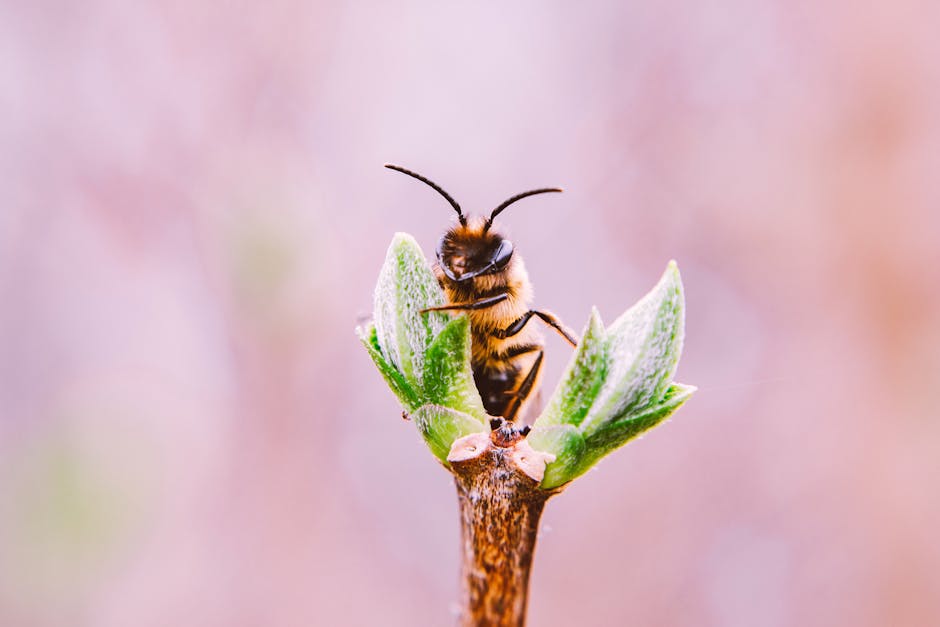 Macro Photo Of Bee