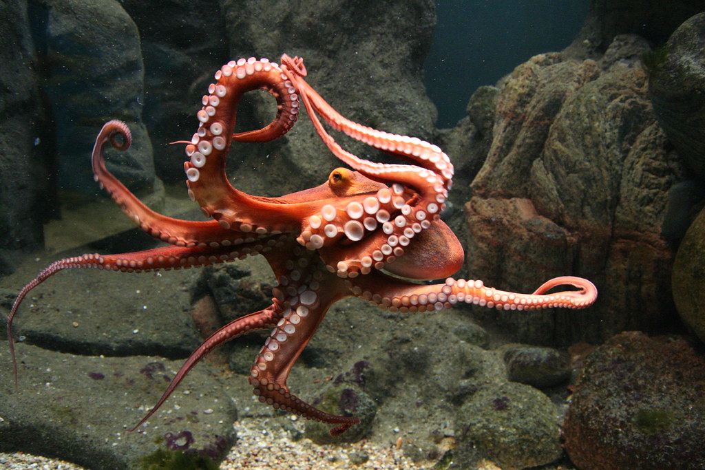 Can Octopuses Bite