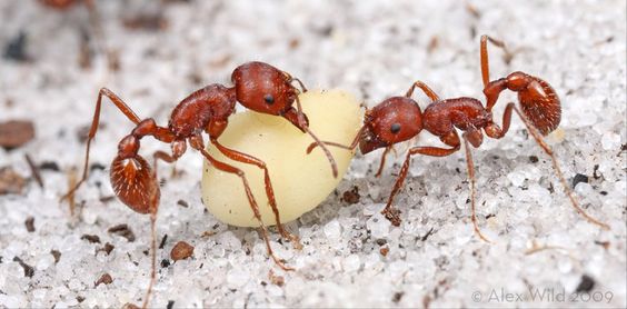 Harvester ants in Idaho