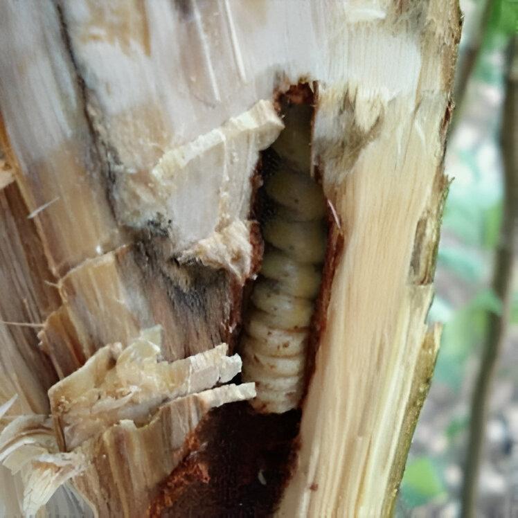 Longhorned almond stem borer - Plant World