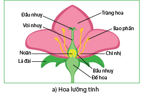 Khoa học tự nhiên 7 Bài 40: Sinh sản hữu tính ở sinh vật | KHTN 7 Kết nối tri thức (ảnh 1)