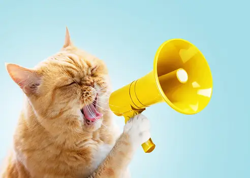 a cat with a megaphone
