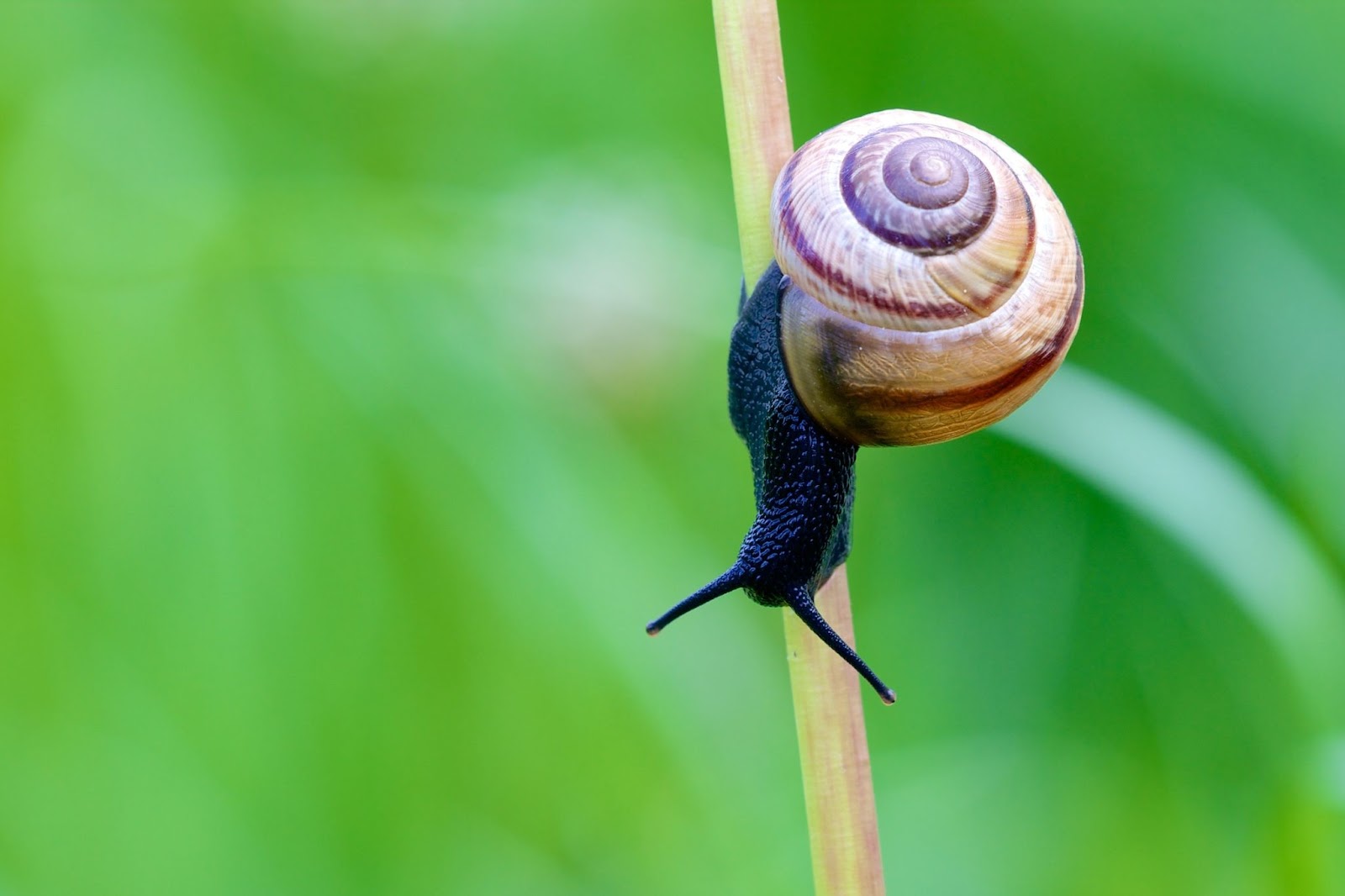 Can Snails Feel Pain