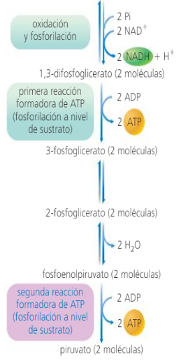 Interfaz de usuario gráfica, Texto, Aplicación, Chat o mensaje de texto

Descripción generada automáticamente