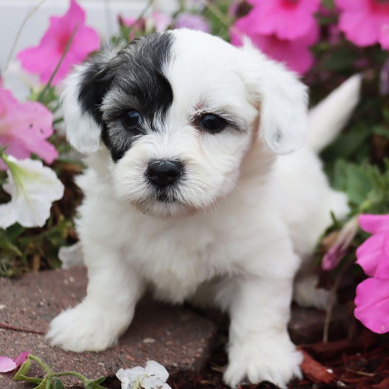 coton de tulear