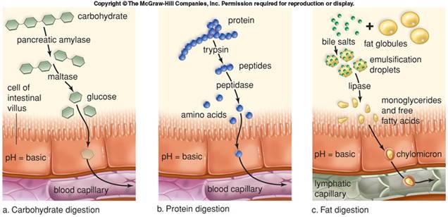 http://bioserv.fiu.edu/~walterm/FallSpring/digest_nutrition/digestlect_files/image014.jpg