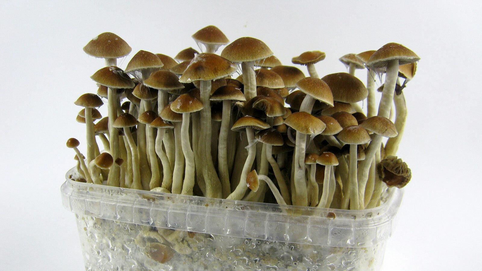 A group of mushrooms in a plastic container

Description automatically generated