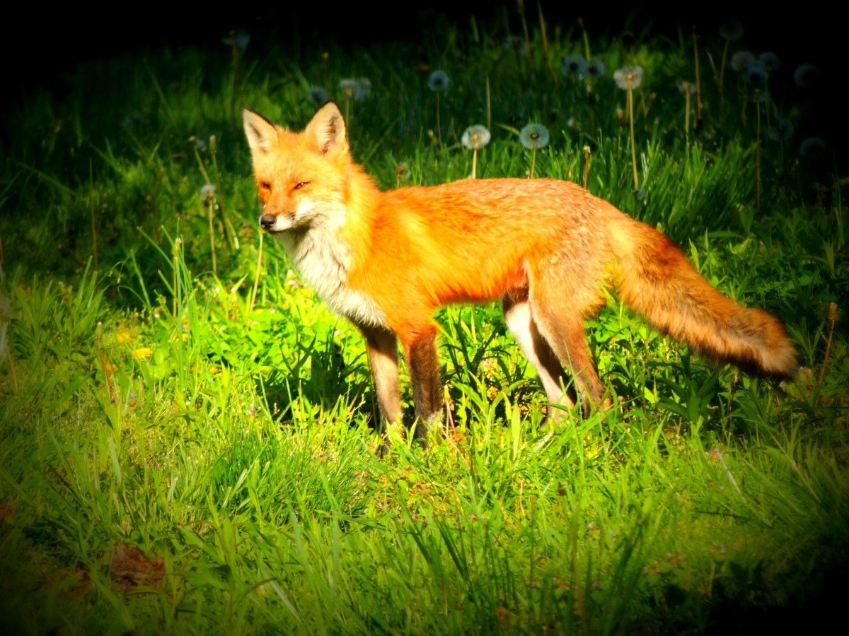 Unveiling the Fox: Dream Symbolism and Interpretation