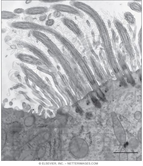 Electron Micrograph of a Ciliated Cell of the Trachea