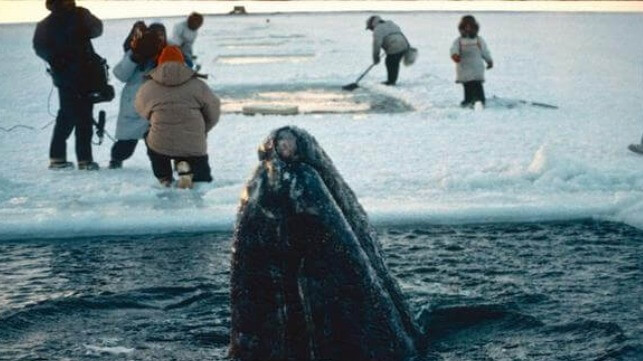 A whale breaks through the ice