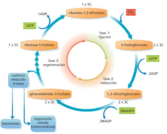 Diagrama

Descripción generada automáticamente