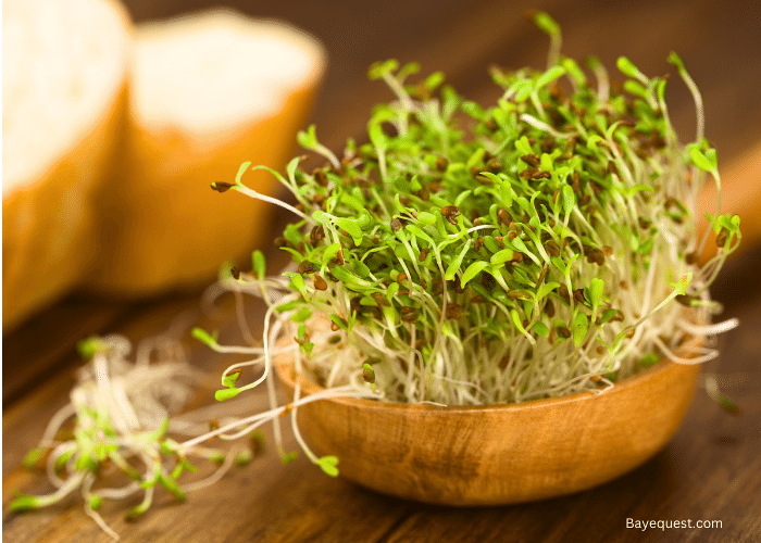 Is Alfalfa Good For Horses?
