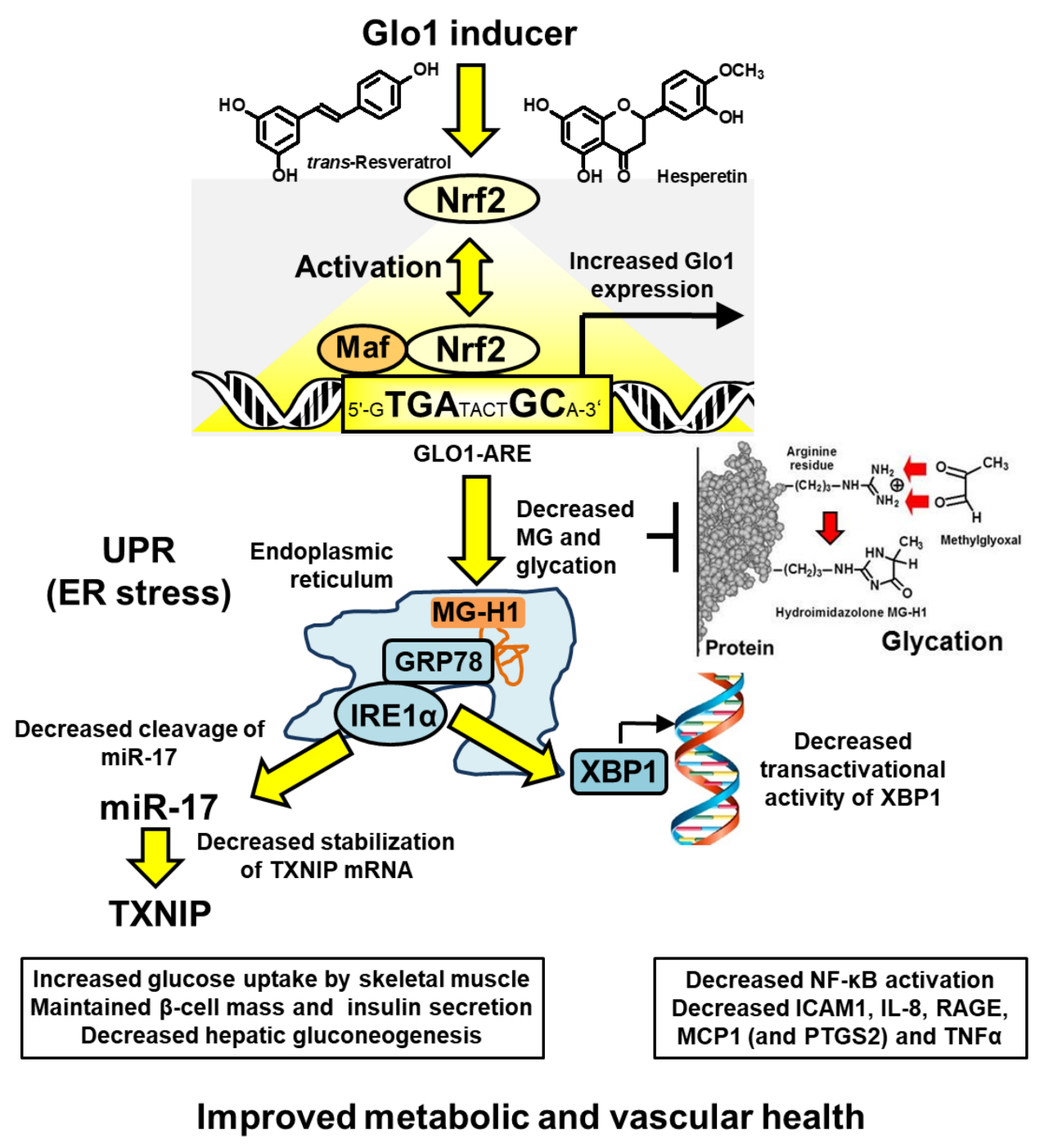 A diagram of a glycoprotein

Description automatically generated