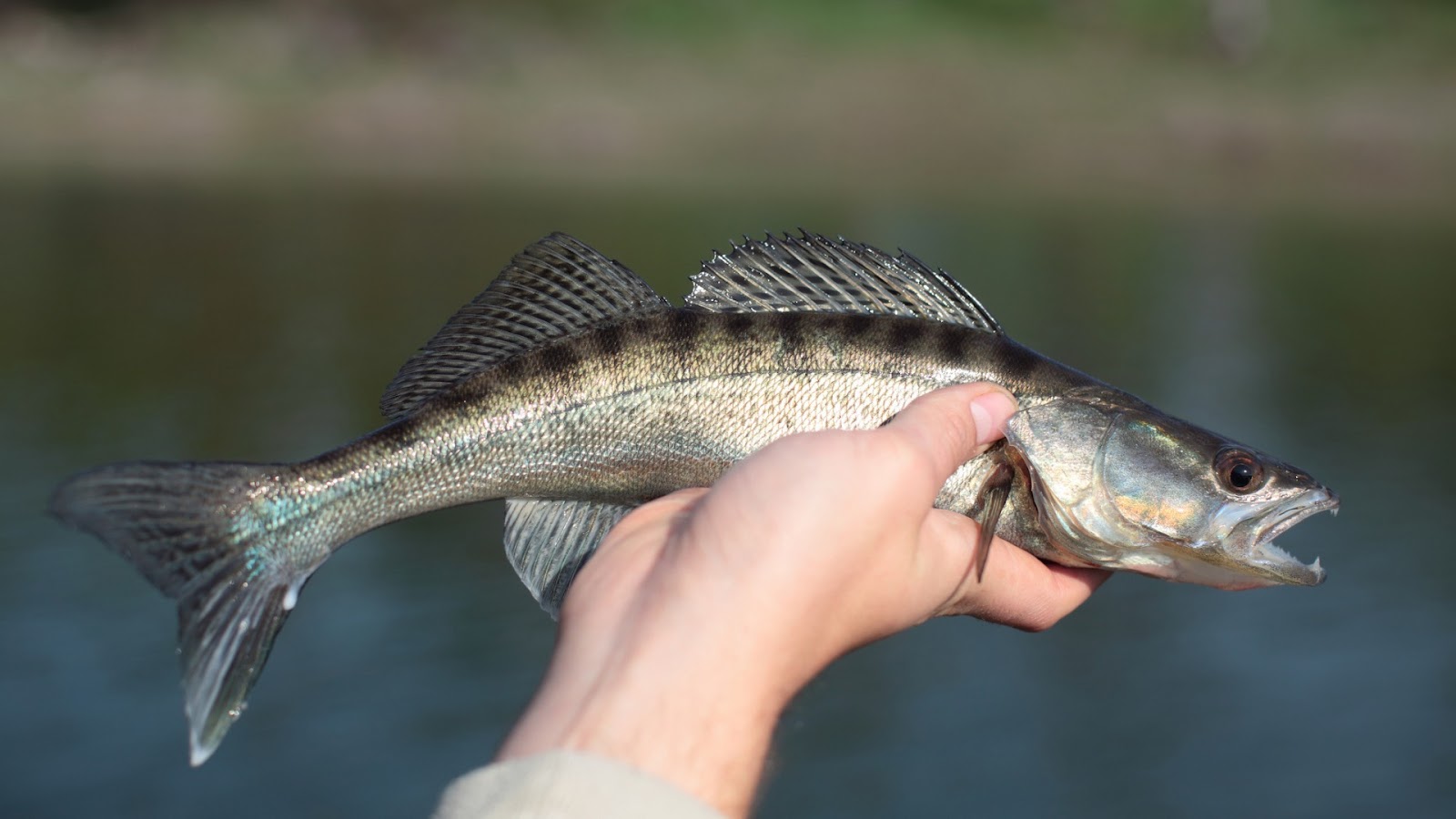 walleye fish spawning season - best techniques for catching walleye during spawning season