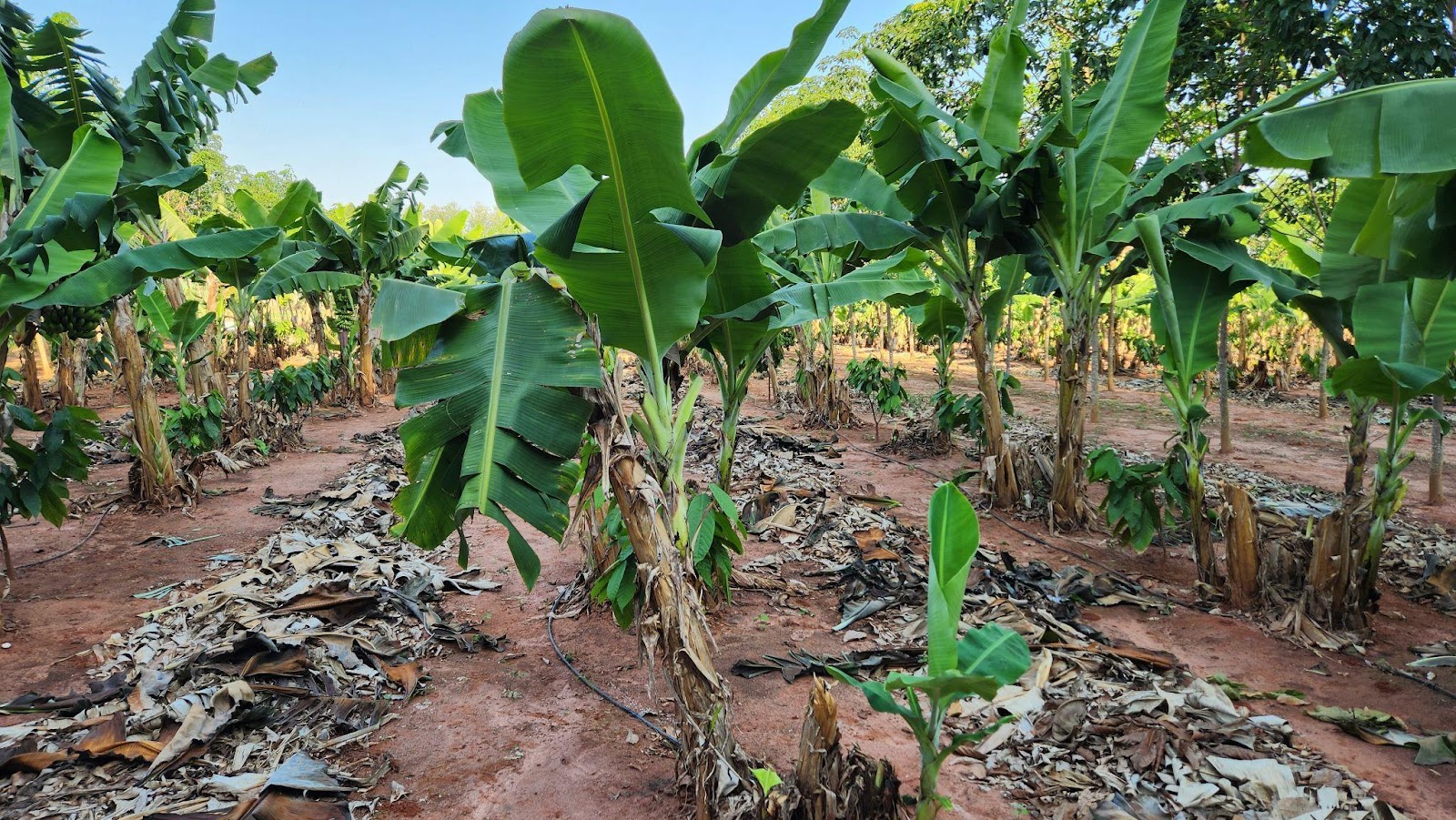 plantação de cacau