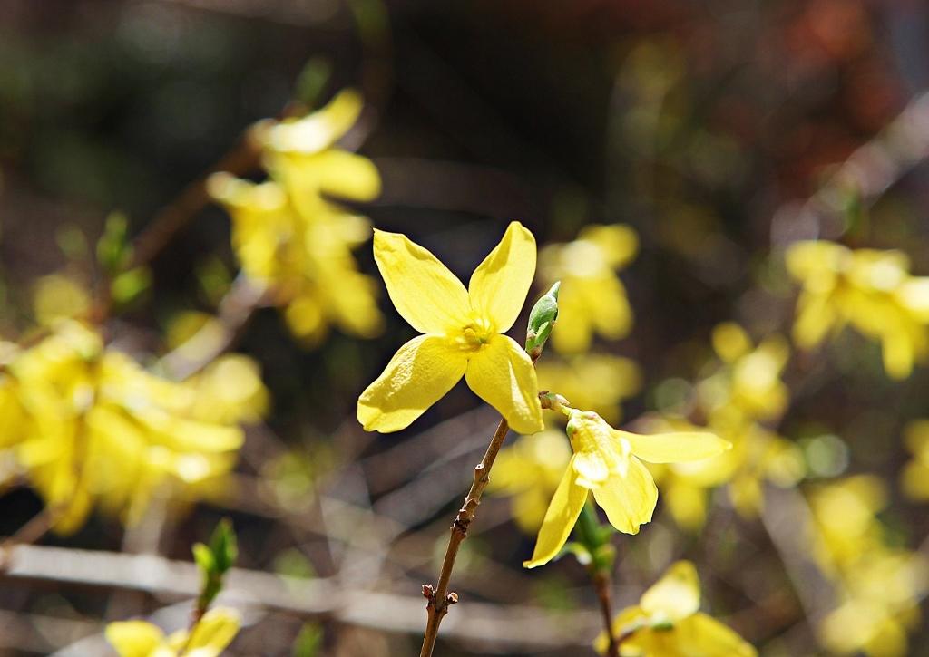 Ein Bild, das Blume, Pflanze, Jasminum, gelb enthält.

Automatisch generierte Beschreibung