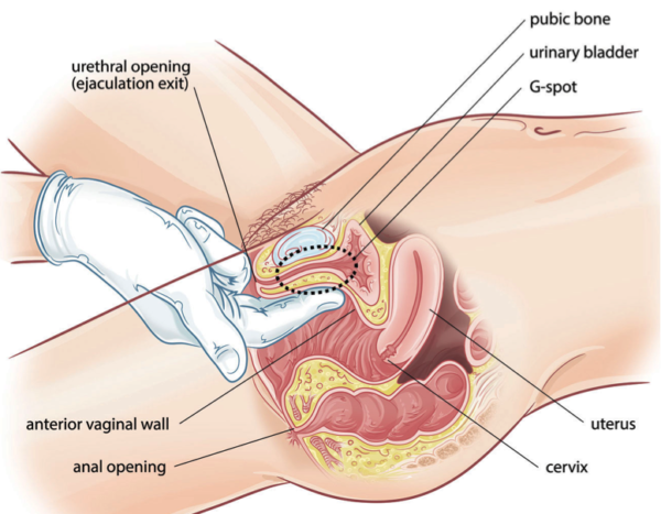Such graphics illustrating the female body and processes will be among many more in the course.