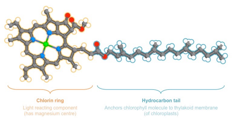 chlorophyll