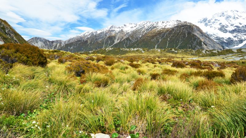 Tussock grassland with a backdrop of the snow-capped peaks of Aoraki/Mount Cook National Park.