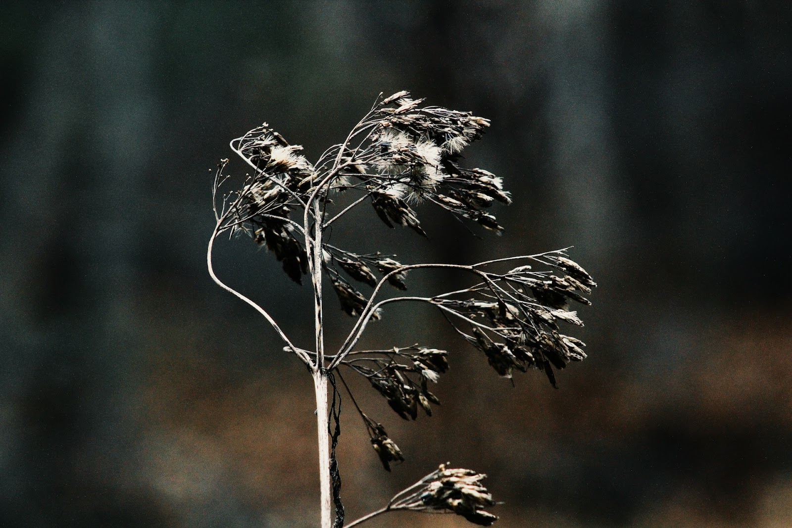 A burned plant completely wiped after a forest fire