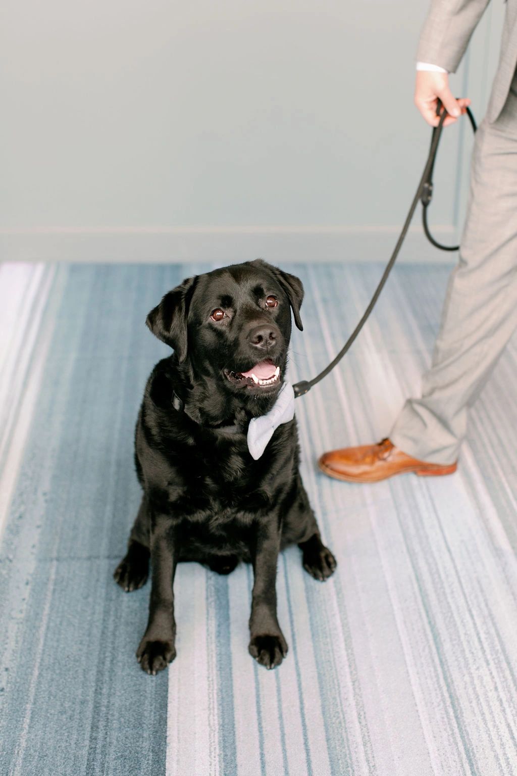 Dog with bowtie for wedding