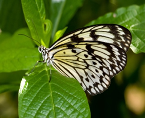 A butterfly on a leaf

Description automatically generated