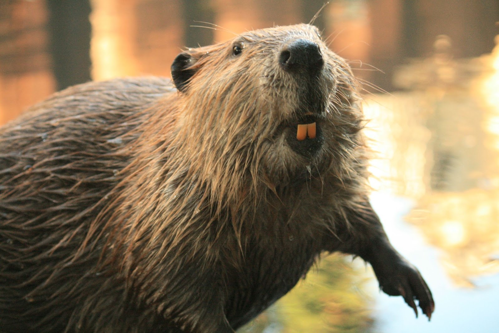 Sheared Beaver Coat