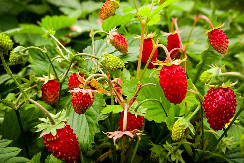 Solution: Check the plant variety.