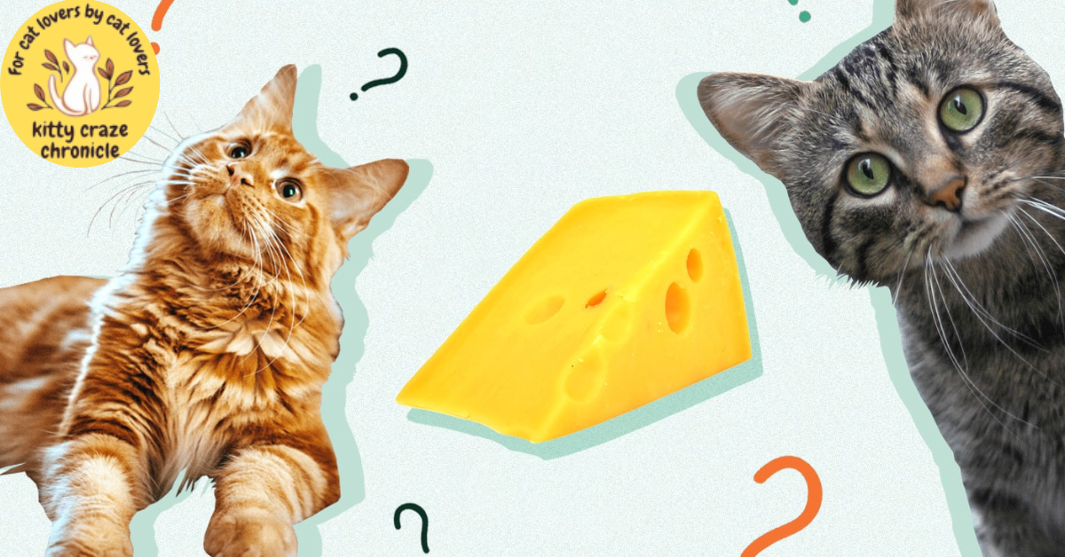 Why is cheese bad for cats?