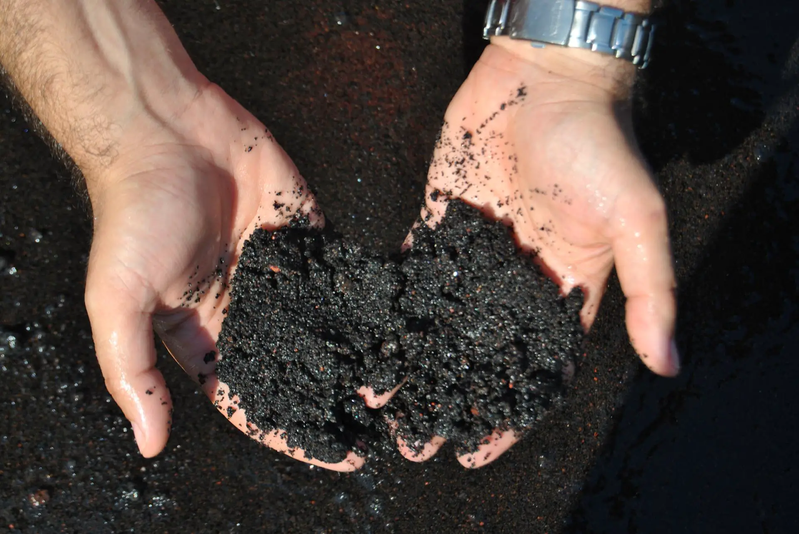 Keep the soil moist