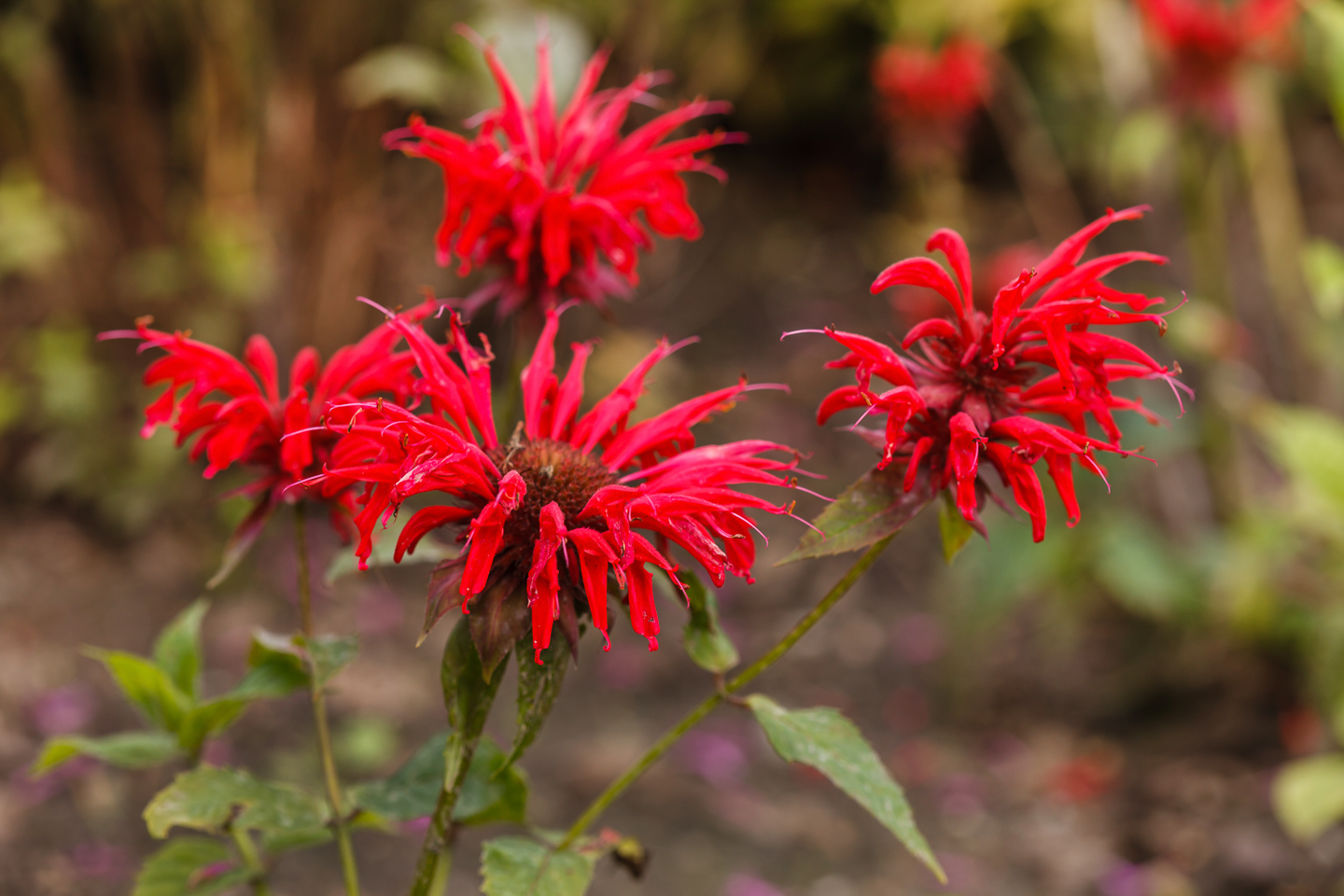 Bee Balm (Monarda)