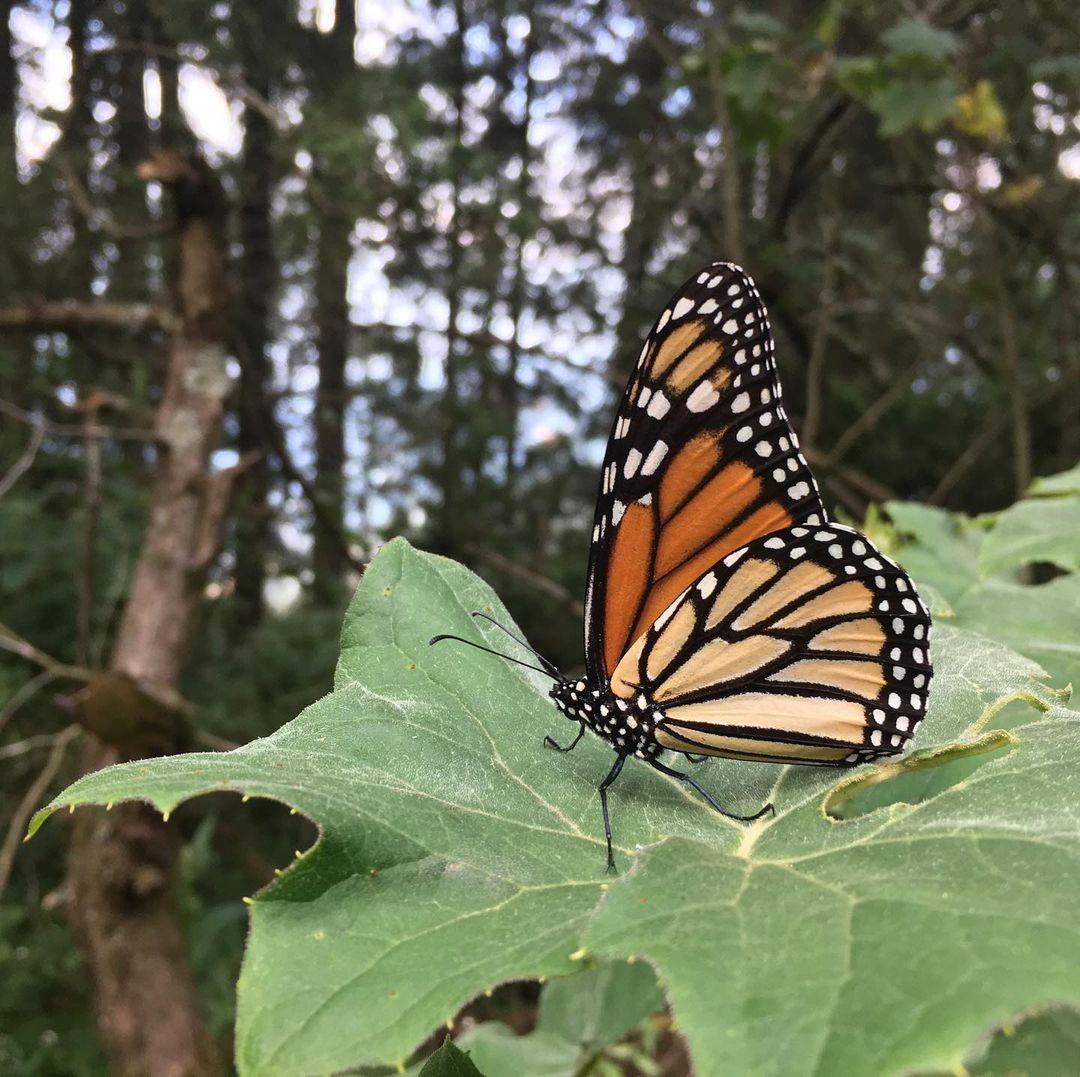 mariposas monarca Día de Muertos