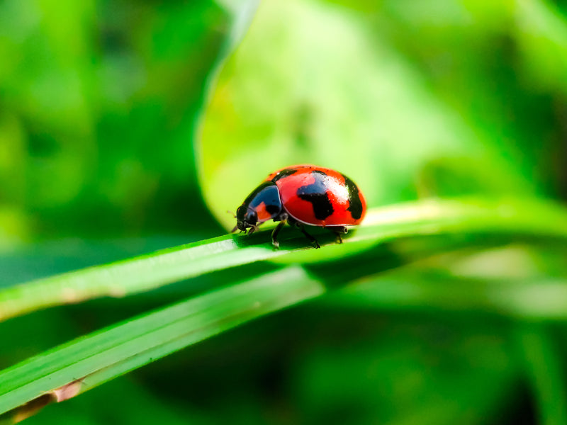 ladybug on a blade of green grass - Image of Jewelry and Accessories, A close-up image of a piece of