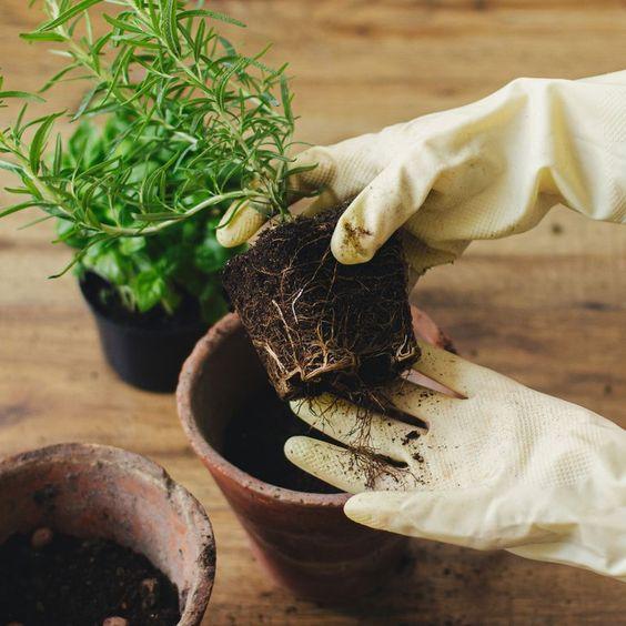 Reviving Sun damaged Fern